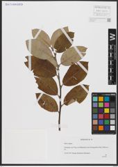 Foto von Salix caprea L.